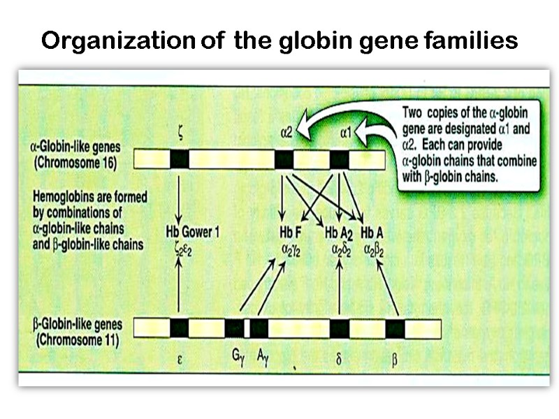 Organization of the globin gene families